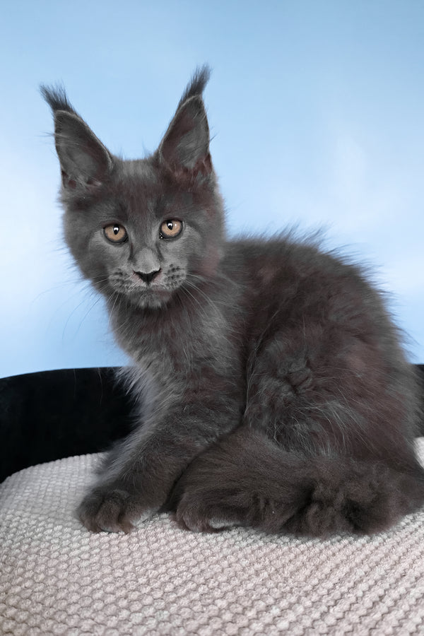 Yana | Polydactyl Maine Coon Kitten