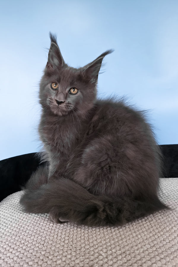 Yana | Polydactyl Maine Coon Kitten