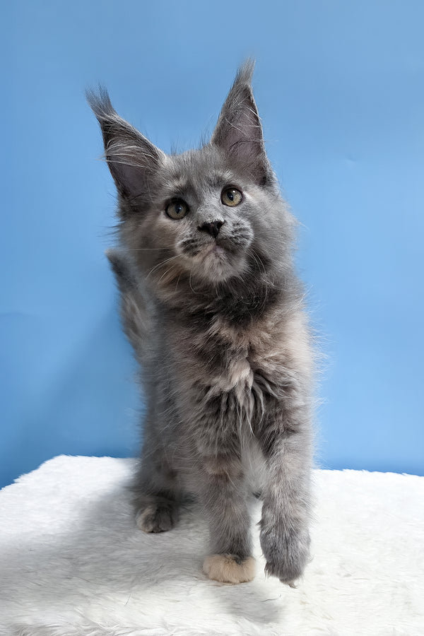 Yanita | Maine Coon Kitten