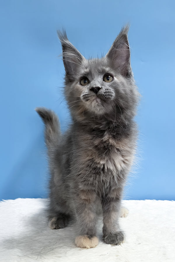 Yanita | Maine Coon Kitten
