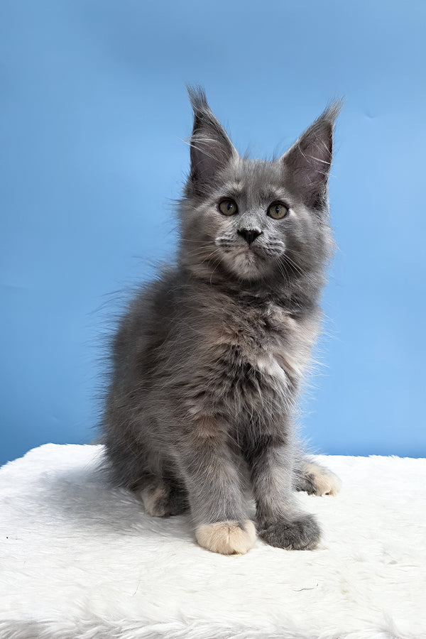 Yanita | Maine Coon Kitten