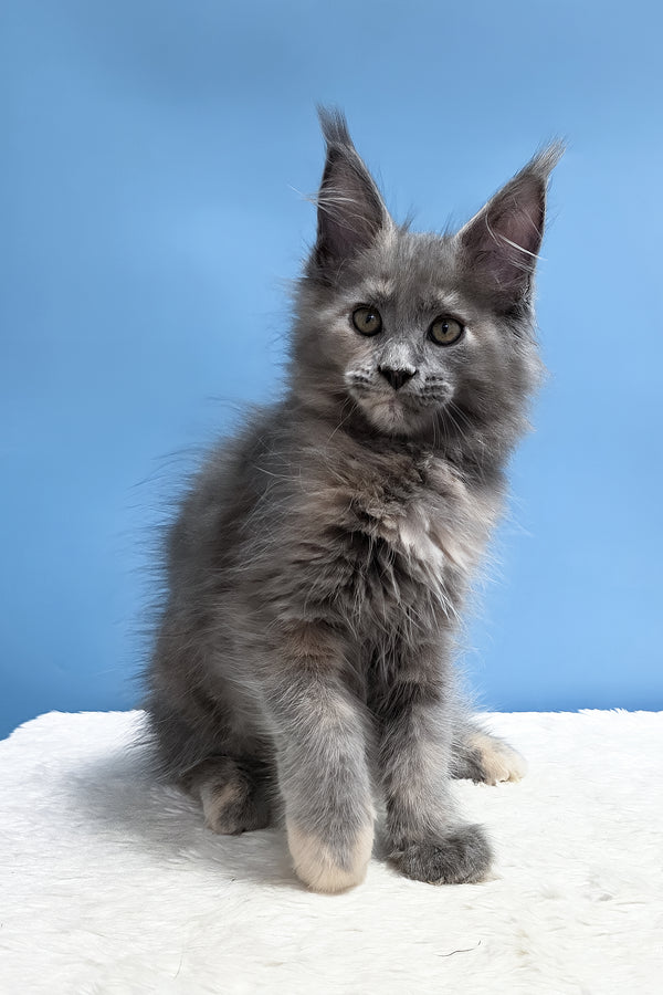 Yanita | Maine Coon Kitten