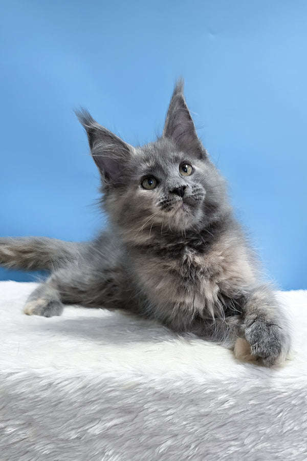 Yanita | Maine Coon Kitten