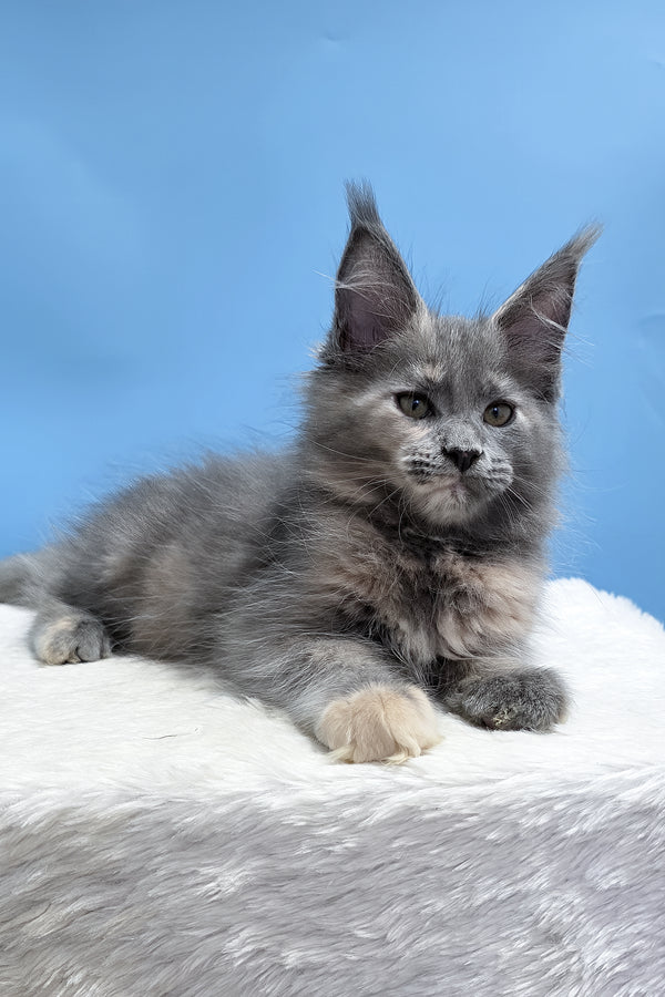 Yanita | Maine Coon Kitten