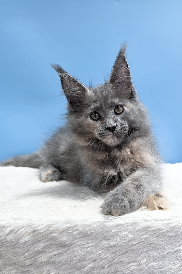 Yanita | Maine Coon Kitten