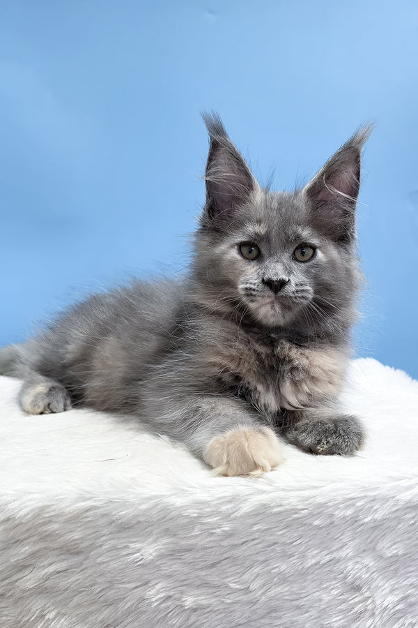 Yanita | Maine Coon Kitten