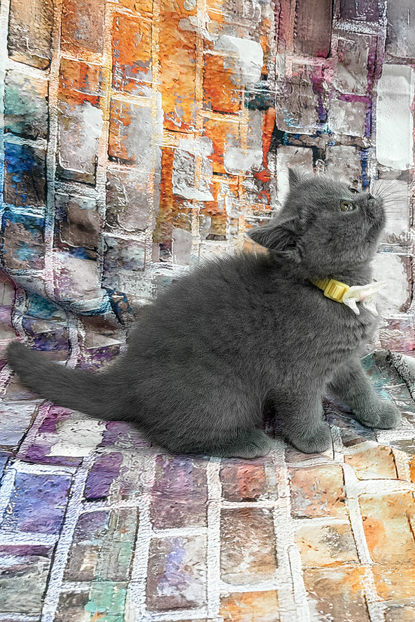 Yeritan | British Shorthair Kitten