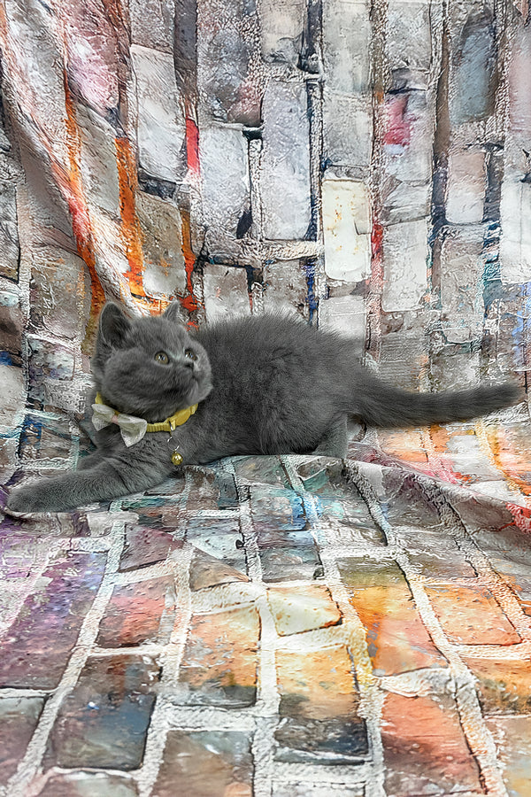 Yeritan | British Shorthair Kitten