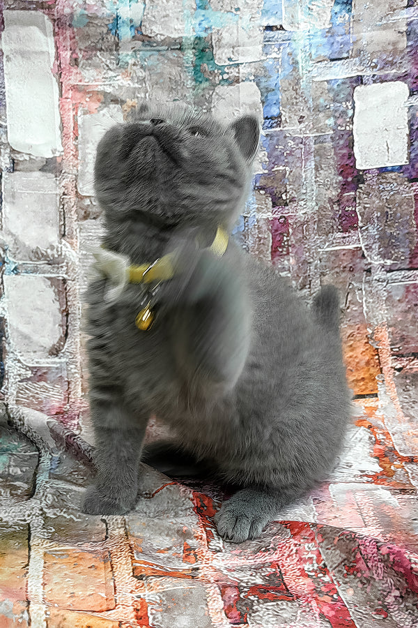 Yeritan | British Shorthair Kitten