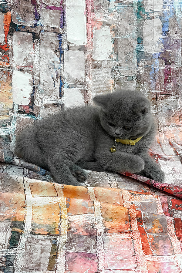 Yeritan | British Shorthair Kitten