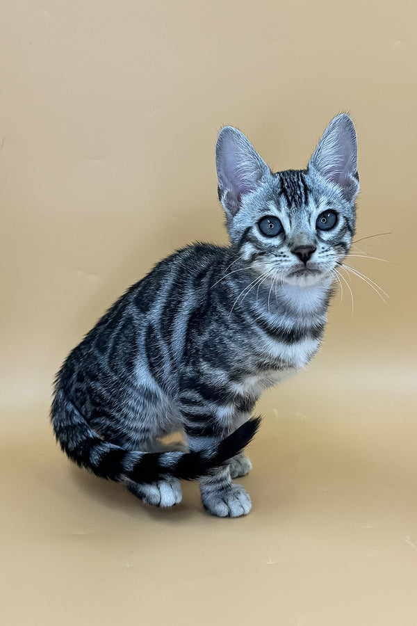 Yeti | Bengal Kitten