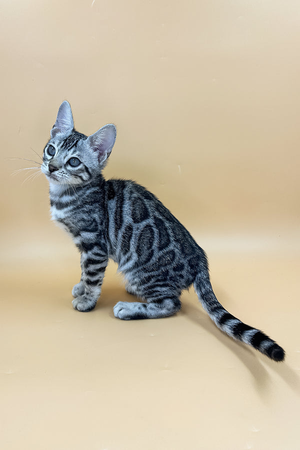 Yeti | Bengal Kitten