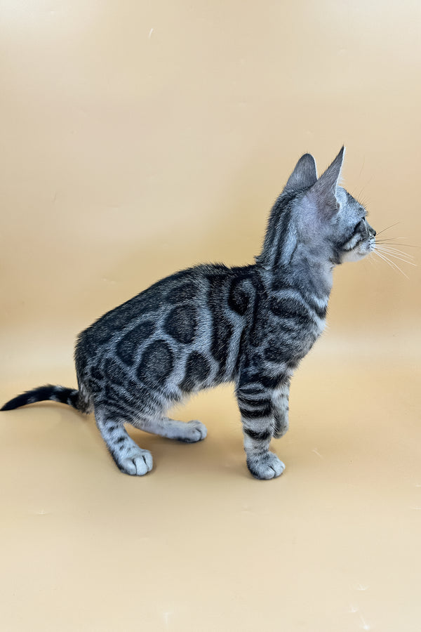 Yeti | Bengal Kitten