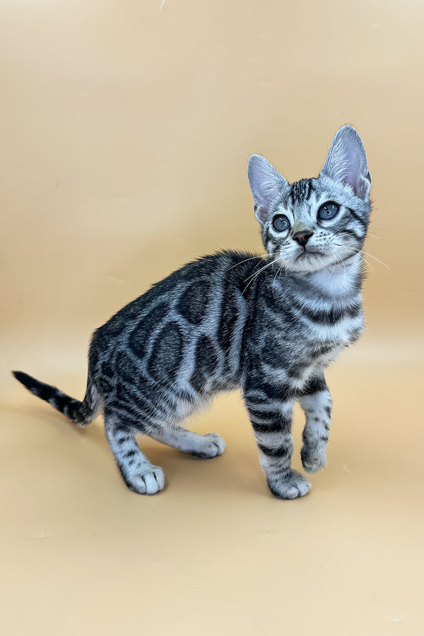 Yeti | Bengal Kitten