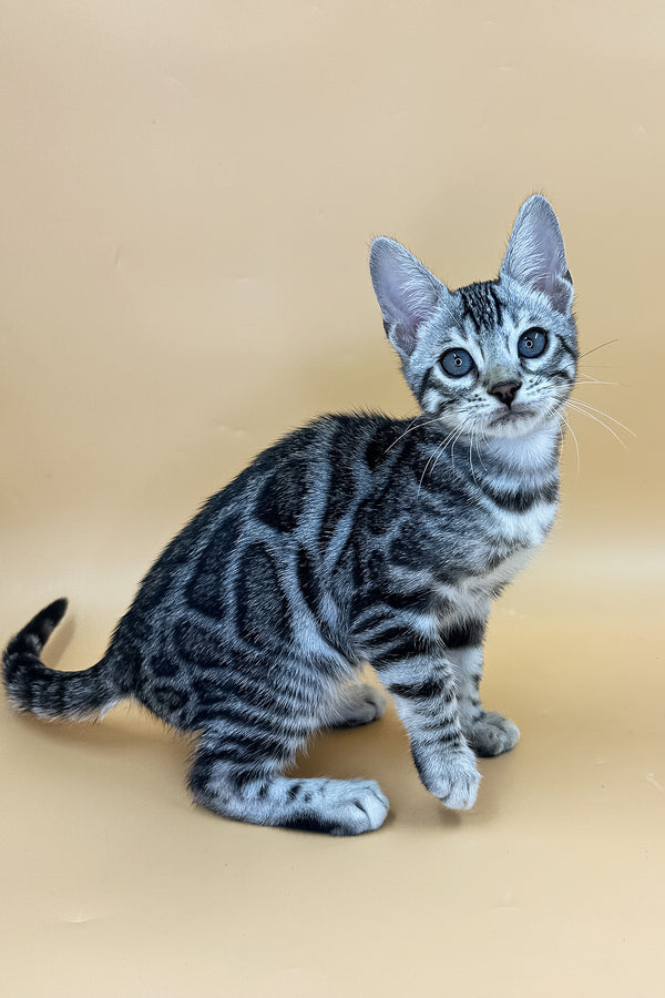 Yeti | Bengal Kitten