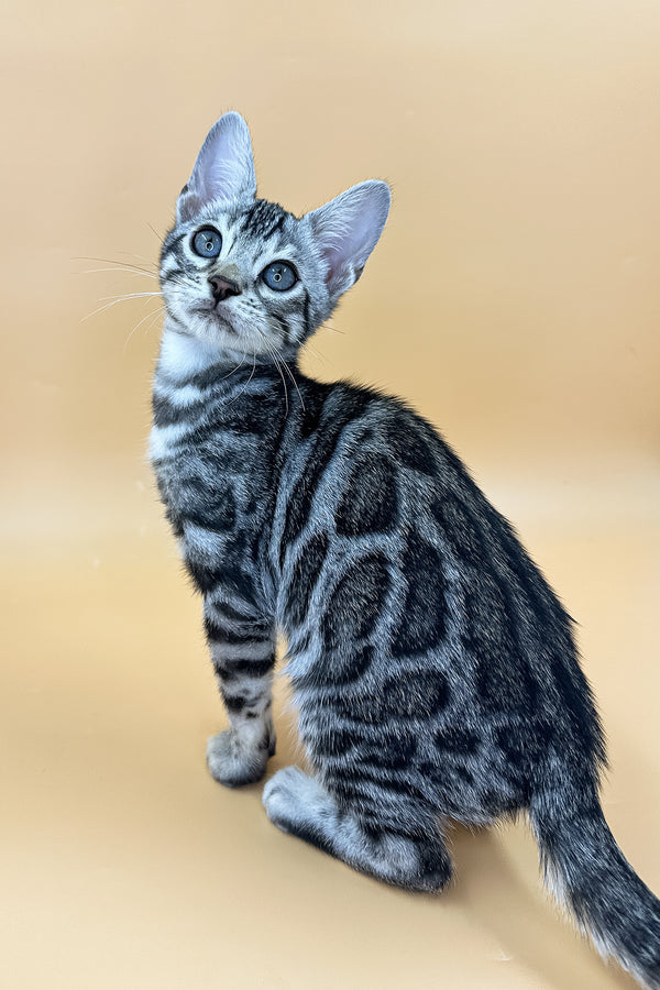 Yeti | Bengal Kitten