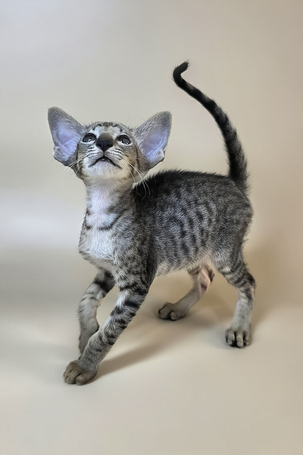 Yorick | Oriental Shorthair Kitten