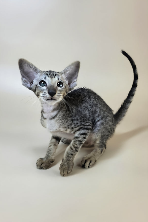 Yorick | Oriental Shorthair Kitten