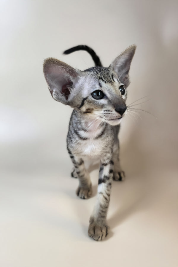 Yorick | Oriental Shorthair Kitten