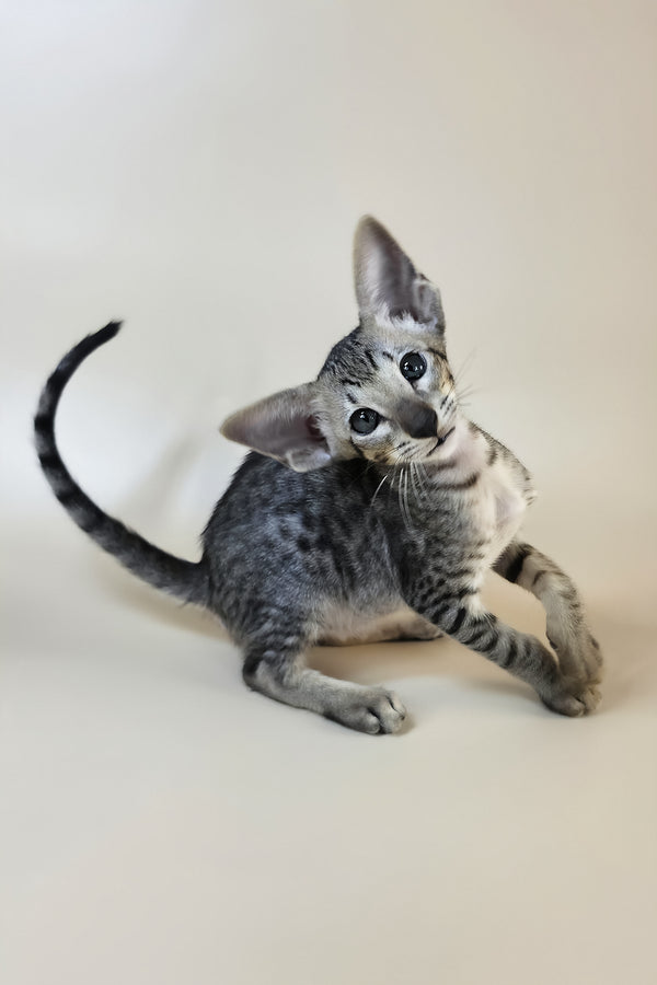 Yorick | Oriental Shorthair Kitten