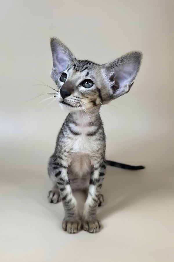 Yorick | Oriental Shorthair Kitten