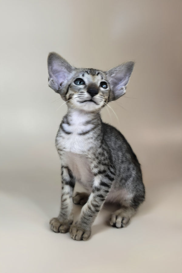 Yorick | Oriental Shorthair Kitten
