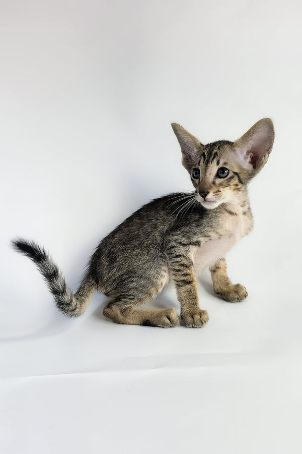 Yukio | Oriental Shorthair Kitten