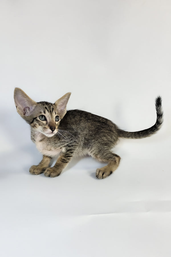 Yukio | Oriental Shorthair Kitten