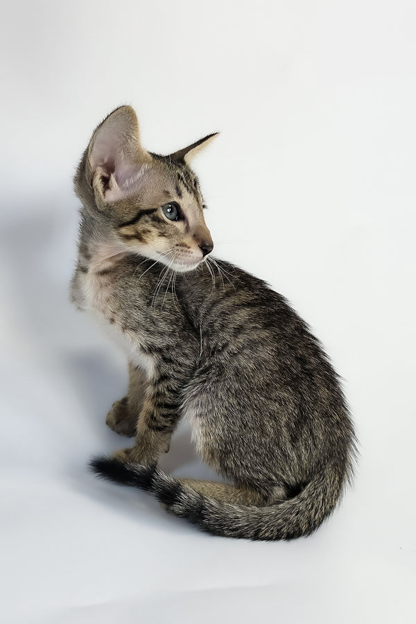 Yukio | Oriental Shorthair Kitten