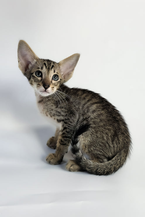 Yukio | Oriental Shorthair Kitten
