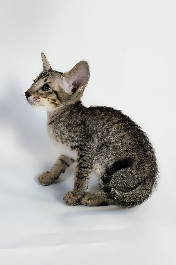 Yukio | Oriental Shorthair Kitten