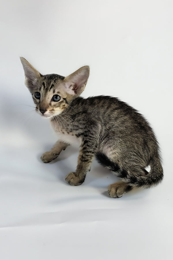 Yukio | Oriental Shorthair Kitten