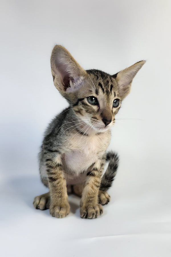 Yukio | Oriental Shorthair Kitten