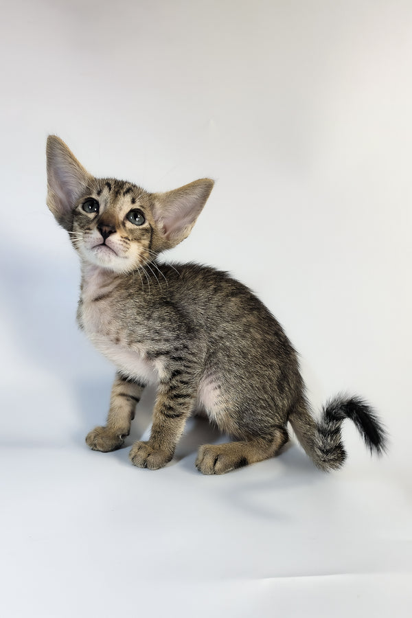 Yukio | Oriental Shorthair Kitten