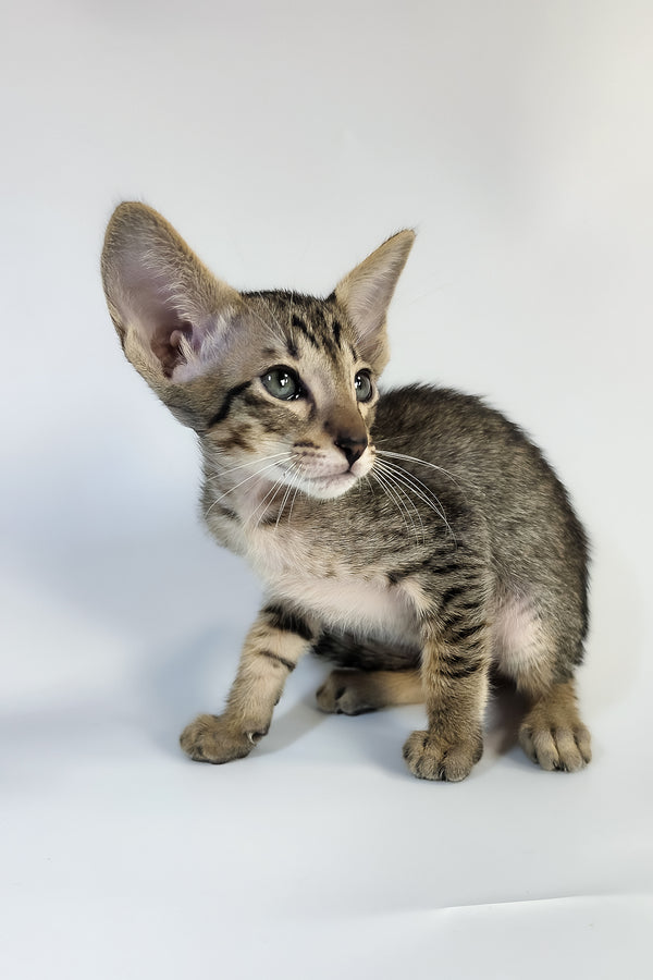 Yukio | Oriental Shorthair Kitten