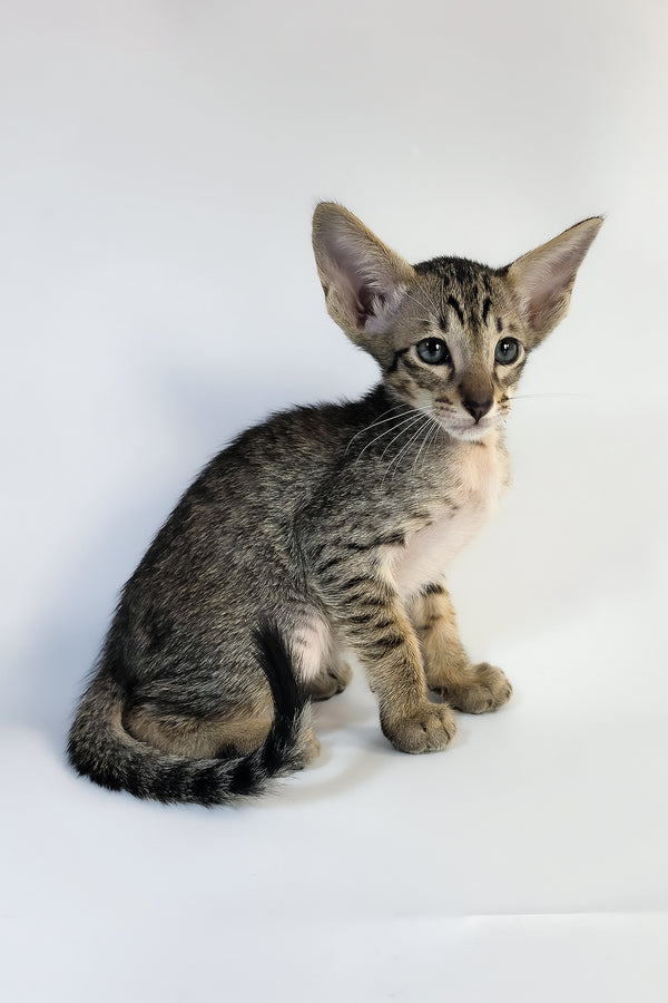 Yukio | Oriental Shorthair Kitten