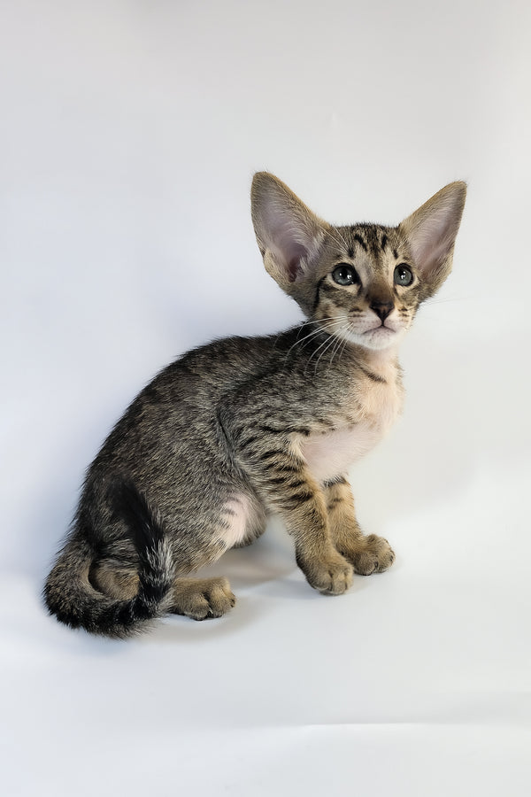 Yukio | Oriental Shorthair Kitten