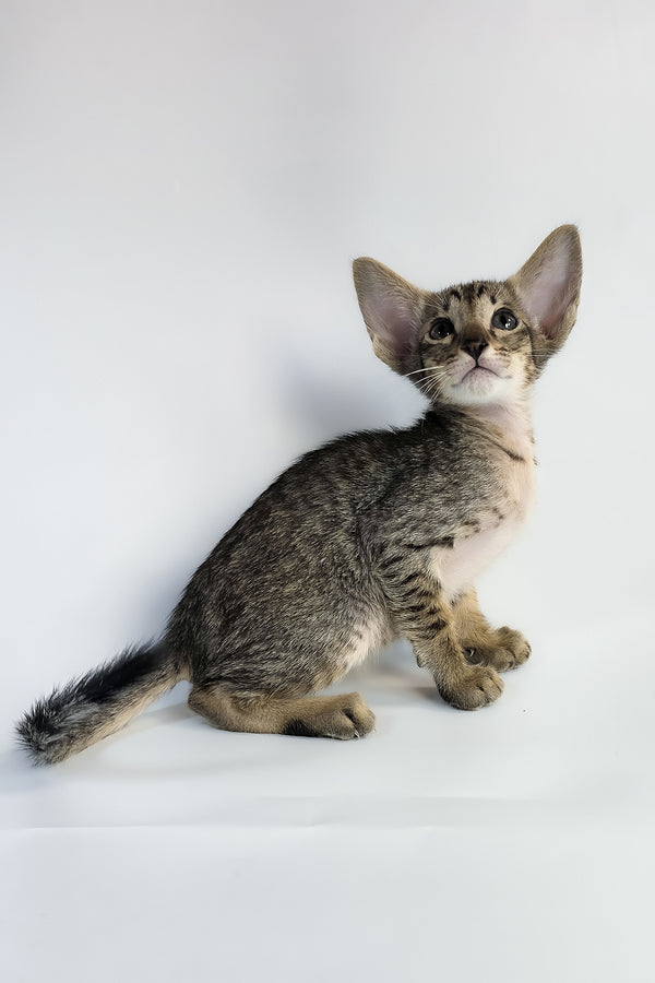 Yukio | Oriental Shorthair Kitten