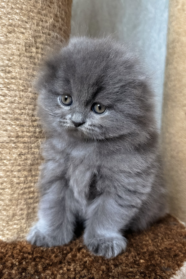 Yukki | Scottish Fold Longhair Kitten