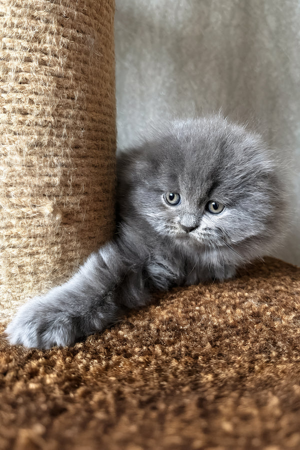 Yukki | Scottish Fold Longhair Kitten