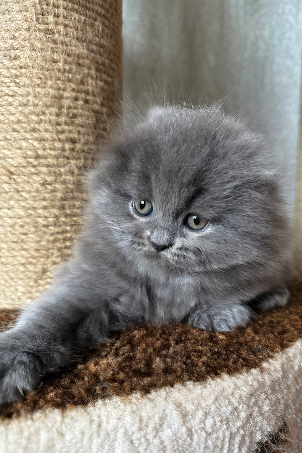 Yukki | Scottish Fold Longhair Kitten