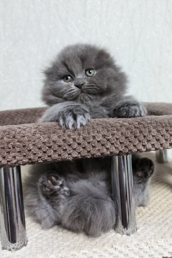 Yukki | Scottish Fold Longhair Kitten