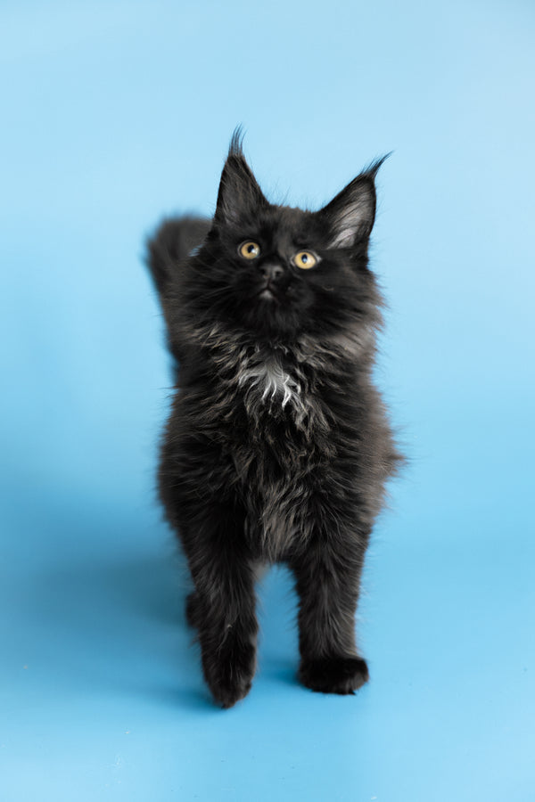 Yukon | Maine Coon Kitten