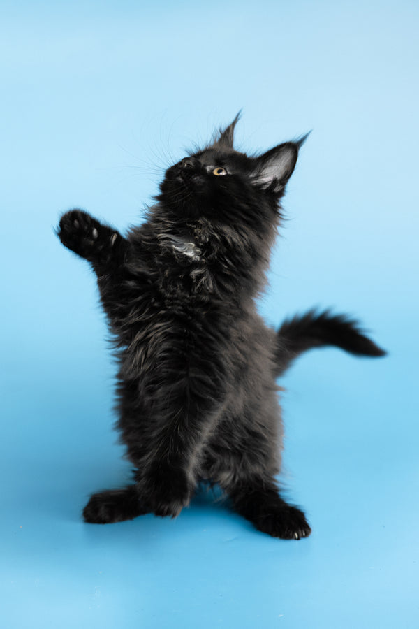 Yukon | Maine Coon Kitten