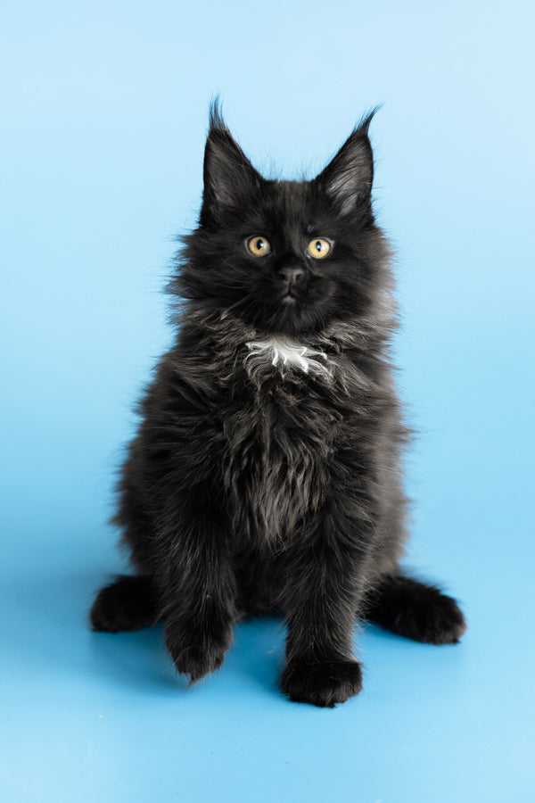 Yukon | Maine Coon Kitten