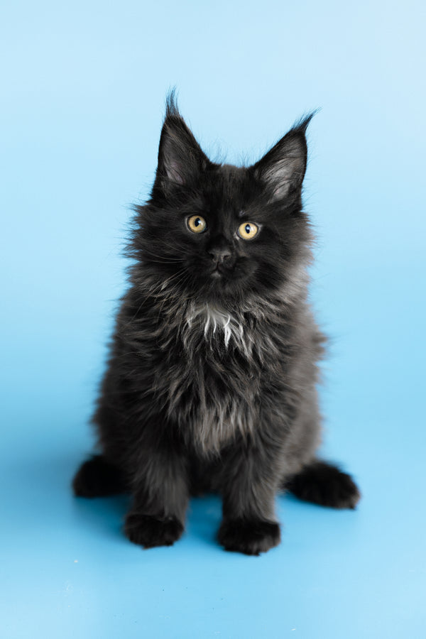 Yukon | Maine Coon Kitten