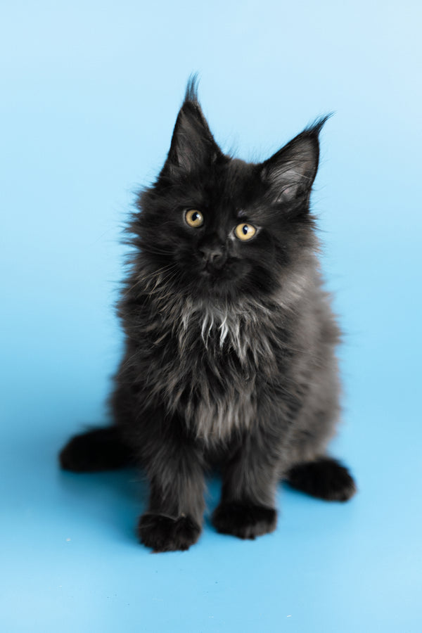 Yukon | Maine Coon Kitten