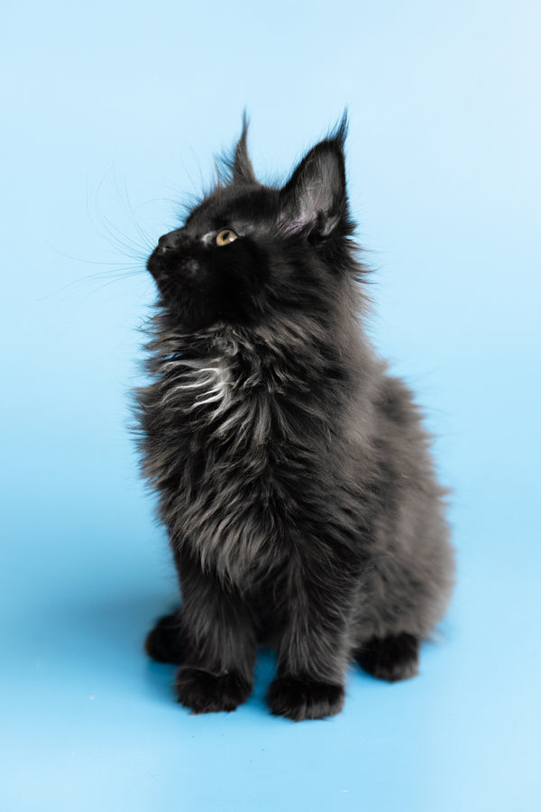Yukon | Maine Coon Kitten