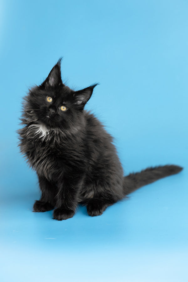 Yukon | Maine Coon Kitten