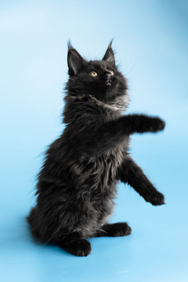 Yukon | Maine Coon Kitten
